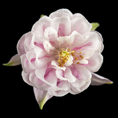 Pink flower of aquilegia, blossom of catchment closeup, isolated on black background