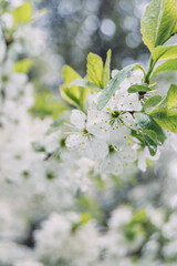 Spring white cherry flowers on trees. Beautiful, white spring flowers bloom on trees in the forest