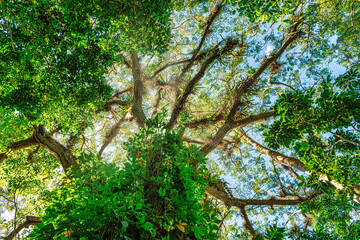 Large tree with vines in a tropical forest