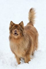 close up on dog in the winter snow
