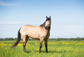 Horse in summer, flowering fields