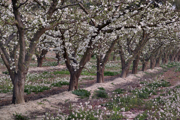 Fototapeta premium Ciruelos en floración. Cieza (Murcia-España).
