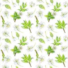Cherry flowers. Watercolor hand drawn cherry flowers, leaves and branches. Can be used as print, postcard, invitation, greeting card, packaging design, textile, label, stickers, tattoo, wrapping paper