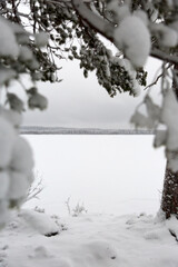 snow covered trees and lake