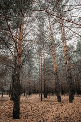 Fototapeta premium Siberian pines in the autumn forest