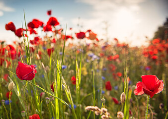 Nice colorful poppy field in spring