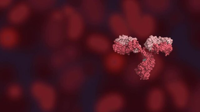 Antibody colored by heavy and light chains against red background with virus and antibody particles; glycosylated immunoglobulin in pink and white 3d rendering rotating 1 revolution on y-axis