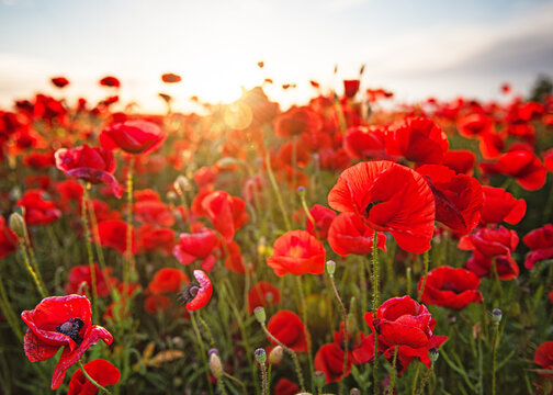 Nice colorful poppy field in spring