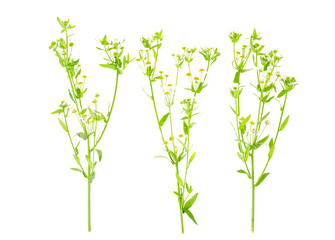 Bouquet of small white autumn daisies. Photo