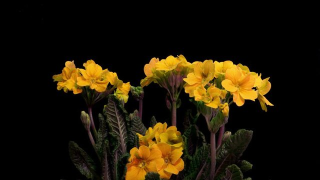 Yellow primrose flowers on a black background, time lapse, 4k