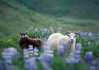 Two happy sheep with lupin flowers