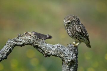 A mouse and a little owl friendship