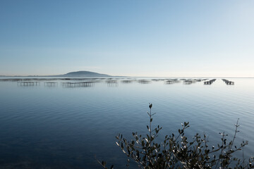 oyster and mussel farming 