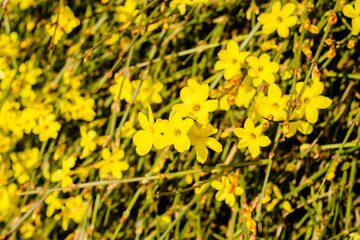 Tiny yellow blooming flowers, Jasminum nudiflorum, the winter jasmine 