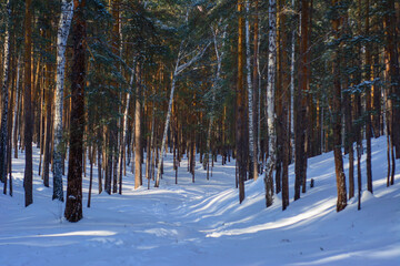 forest in winter