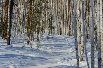 forest in winter