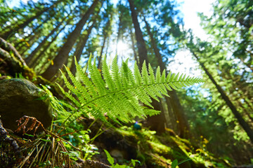 Detailed shot of a beautiful fern leaf illuminated by sunbeams. Bright spring sunbeams shine through the green leaves of ferns in the depths of a picturesque pine forest in the mountains.