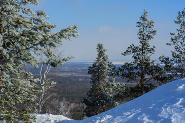 snow covered trees