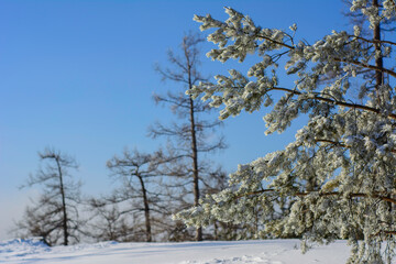 snow covered trees
