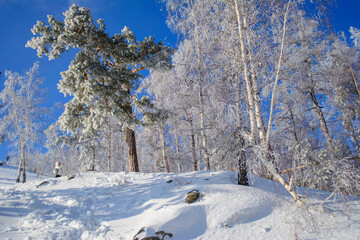 snow covered trees