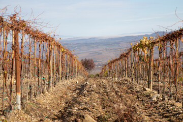 Obraz premium No grapes after the harvest in autumn