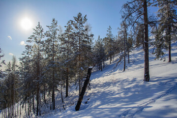 snow covered trees