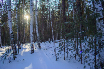 Fototapeta premium forest in winter