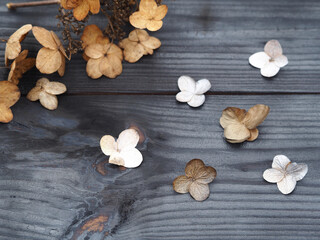 Dried flowers of hydrangea paniculata on a charcoal wooden, black background, closeup. Floral, seasonal, romantic picture for design and decoration