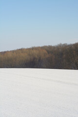 landscape with snow covered trees