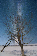 single tree in the winter night
