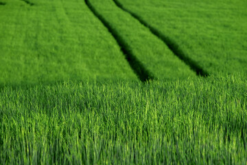 Obraz na płótnie Canvas Beautiful green field of young wheat. Cereal sprouts close-up in nature outdoor with selective focus.