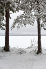 snow covered trees and lake