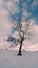 single tree in winter