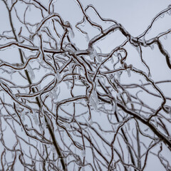 Dünne, vereiste Ästchen der Korkenzieherweide gegen hellen Hintergrund