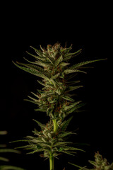 S.A.G.E. variety of marijuana ripened flower with black and gray background