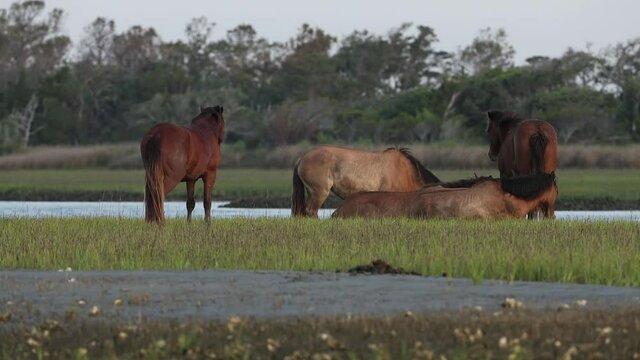 Wild horses on the North Carolina Outer banks