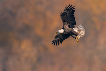  Bald Eagle Flying over the Susquehanna River