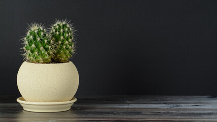 cactus on the table