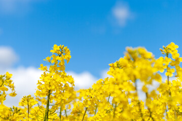 Obraz premium Yellow rapeseed flowers close-up on the background blue sky with clouds in the rays of sunlight with copy space on nature in spring, panoramic view.