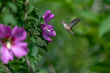 A Beautiful Ruby Throated Hummingbird feeding on a Wild Flower