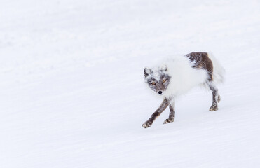 Shot on a trip to Svalbard/Spitsbergen onboard MS/Malmö in June 2019. Image of a arctic fox