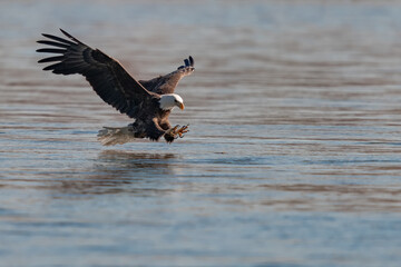 American bald eagle swooping down to grab a fish in conowingo dam