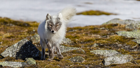 Shot on a trip to Svalbard/Spitsbergen onboard MS/Malmö in June 2019. Image of a arctic fox