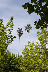 Palm trees in the park. Parque das Termas da Curia, Portugal
