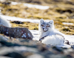 Shot on a trip to Svalbard/Spitsbergen onboard MS/Malmö in June 2019. Image of a arctic fox