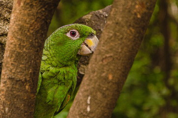 green parrot among the branches of a tree at the edge of the Guayas river. Guayaquil, Ecuador. - 411591741