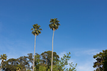Fototapeta premium Palm trees on blue sky background. Parque das Termas da Curia, Portugal