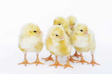 Happy easter. Easter egg. Chicken. Growing chickens on farms. Organic food. Occupation for the soul.