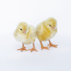 Happy easter. Easter egg. Chicken. Growing chickens on farms. Organic food. Occupation for the soul.