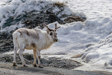 Shot on a trip to Svalbard/Spitsbergen onboard MS/Malmö in June 2019. Image of a Svalbard deer. 